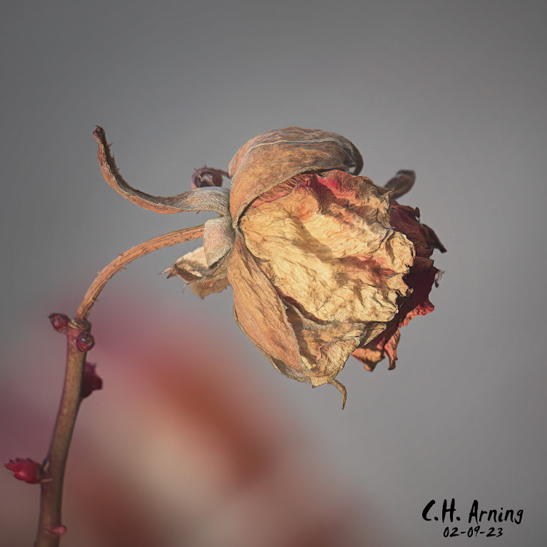 Dried Rose