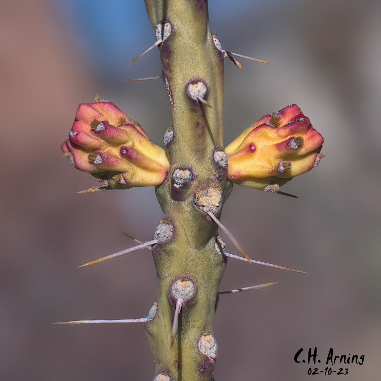 sharp thorns