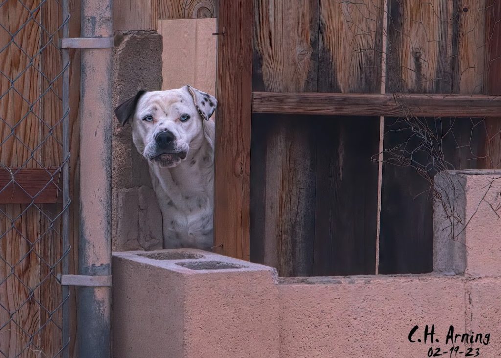 neighborhood watch
