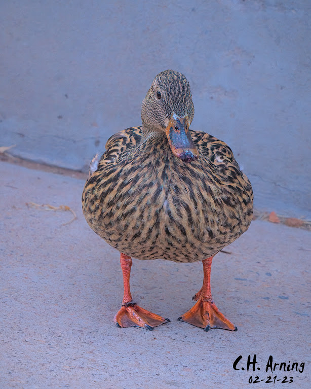 Duck out of water