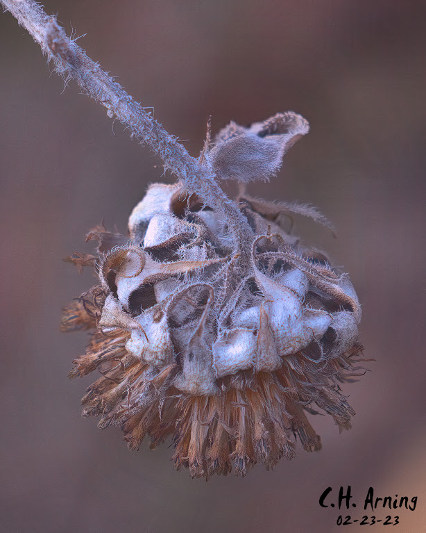 Dried