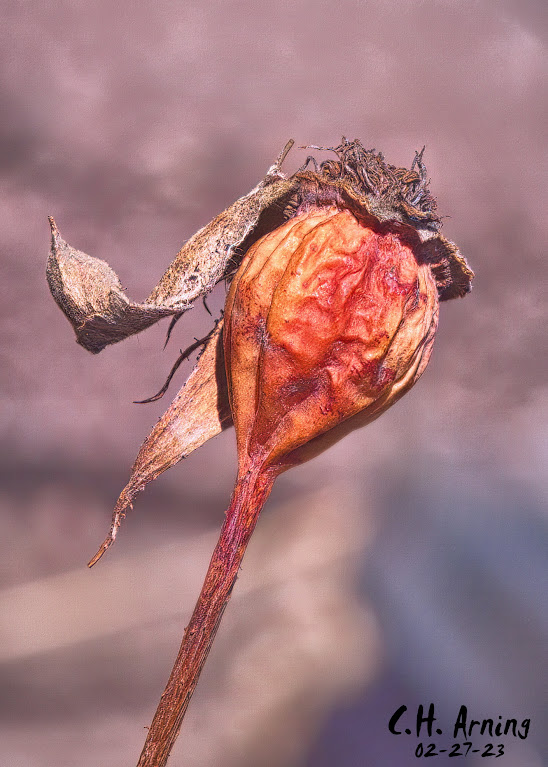 Rose Hip
