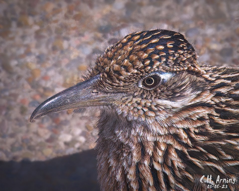Roadrunner