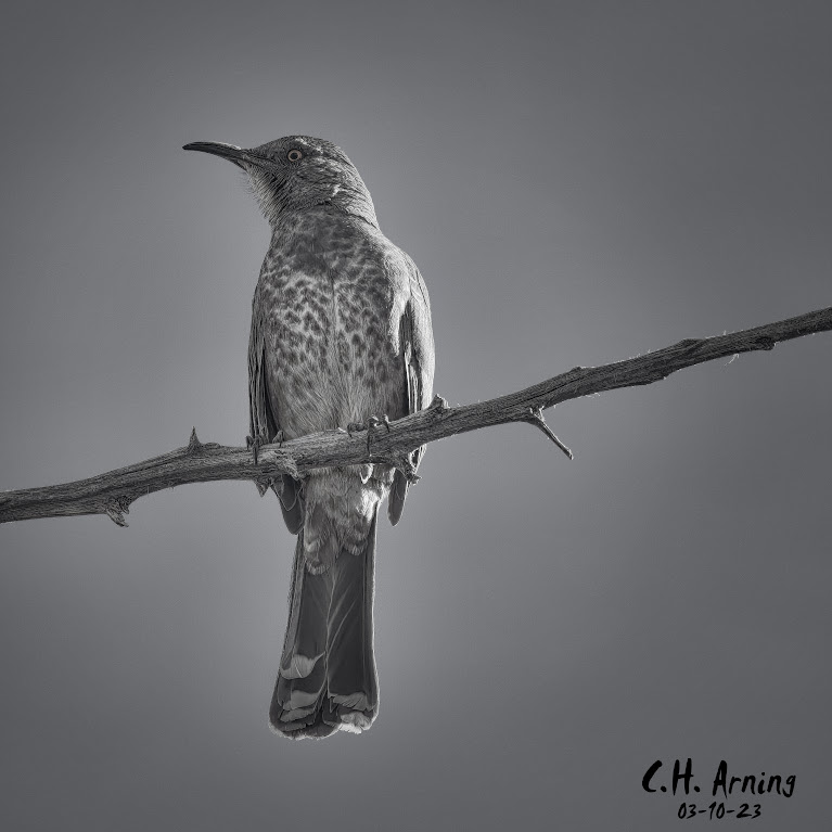 Curve-billed thrasher