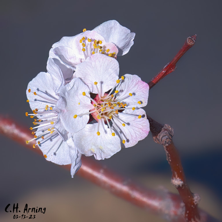 tree blossoms
