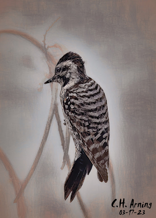 woodpecker