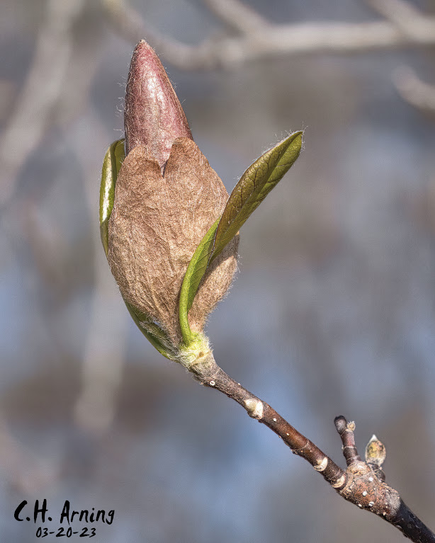 spring