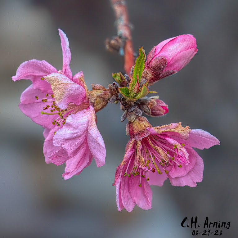 Sign of Spring
