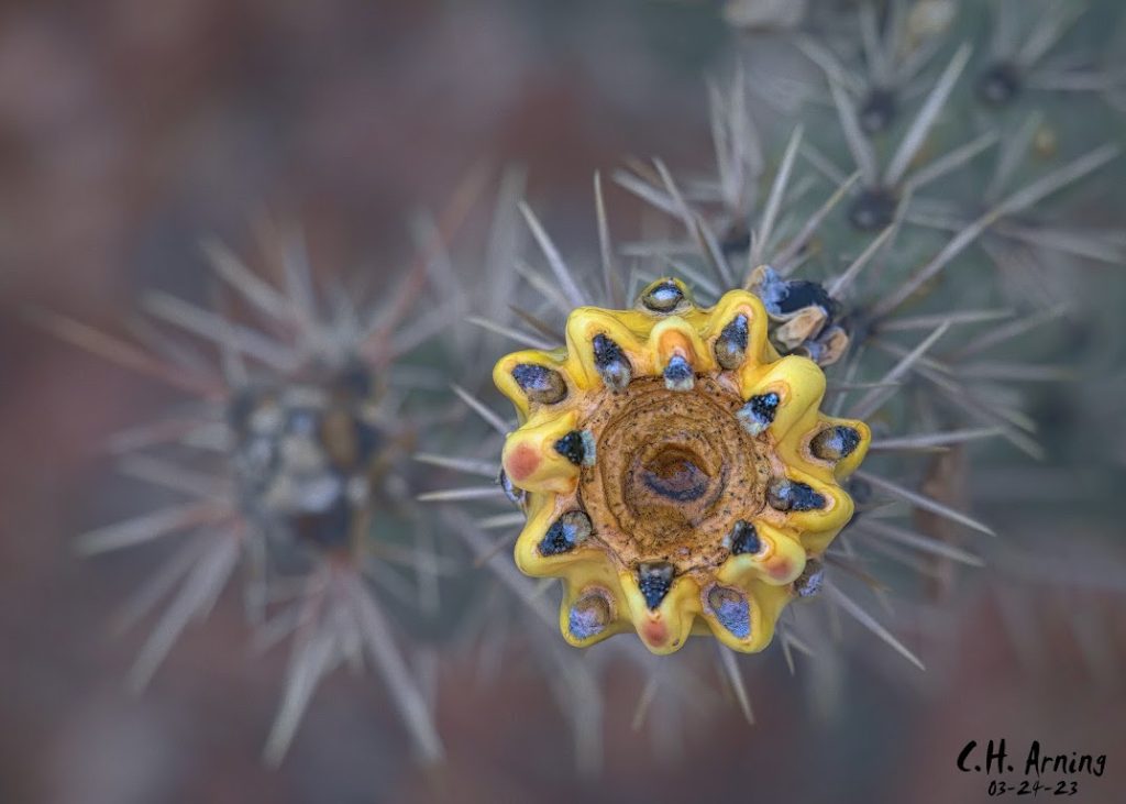 cactus fruit