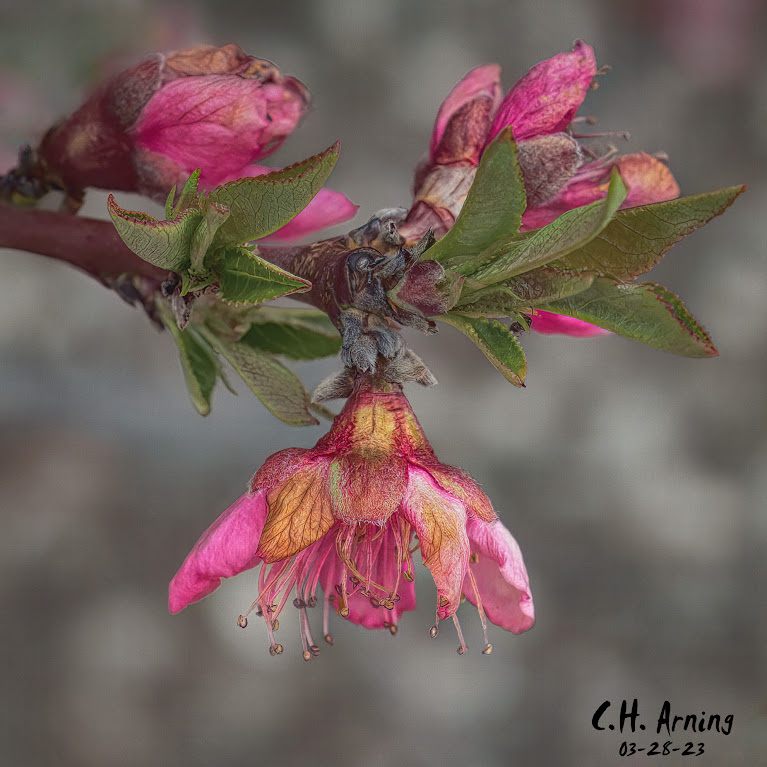 Petals Unfold