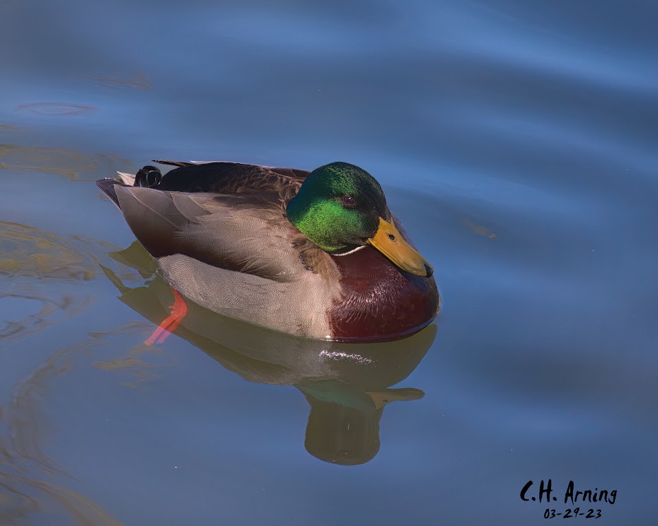 Dappled Duck