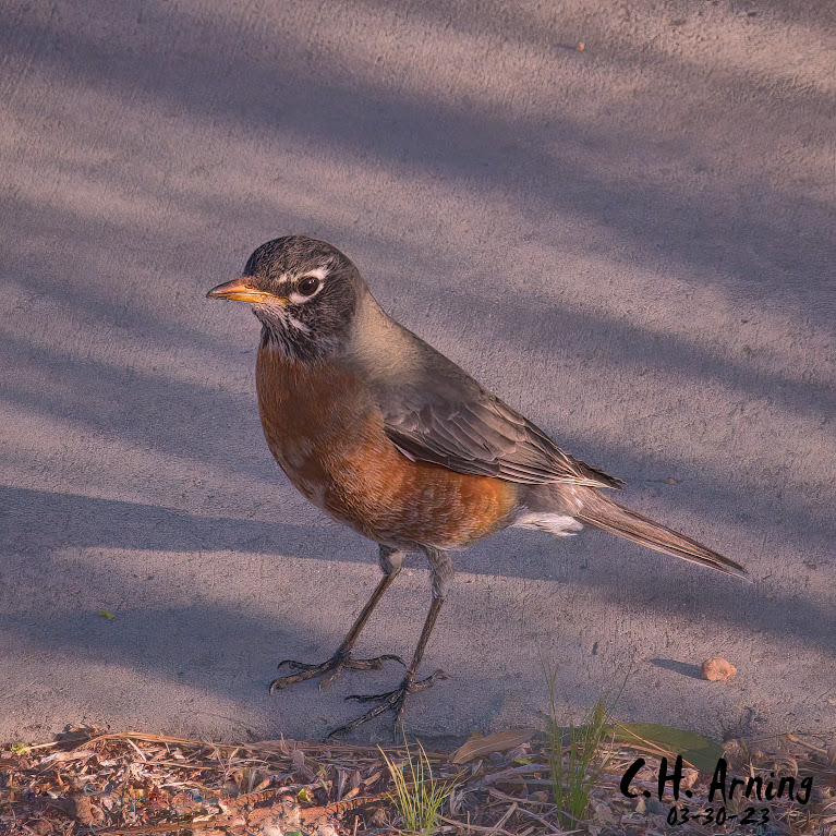 Robin's Stroll