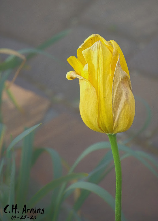 Golden Standout