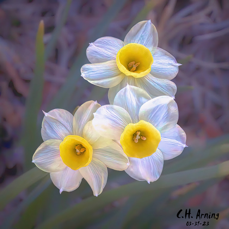 Trio of Springtime