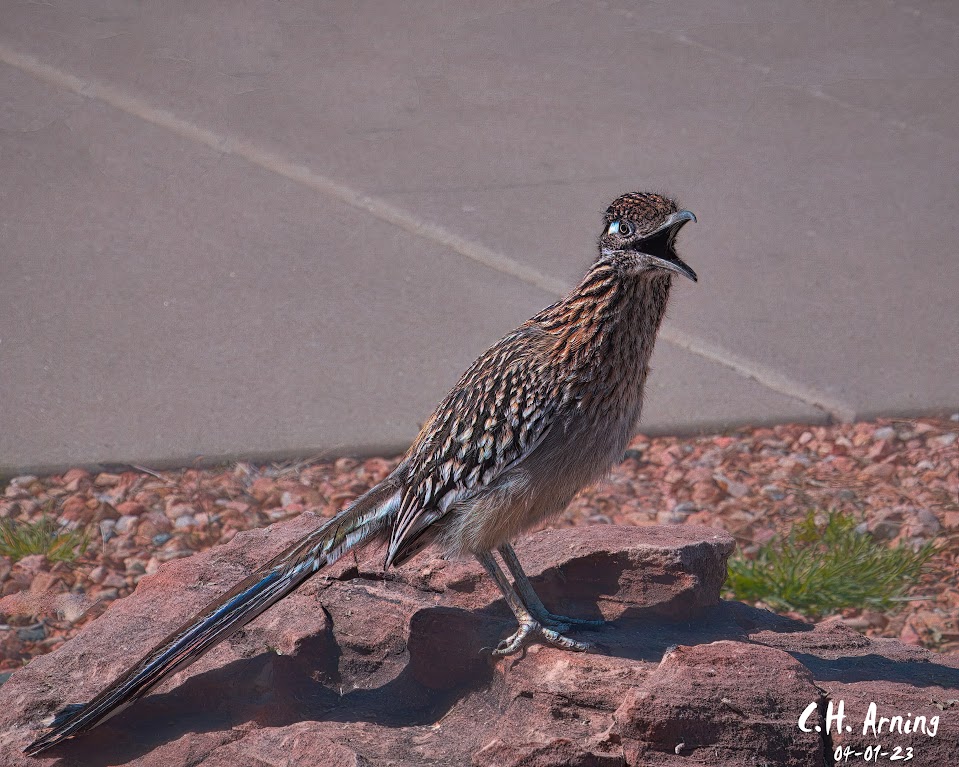 Boulder Balladeer