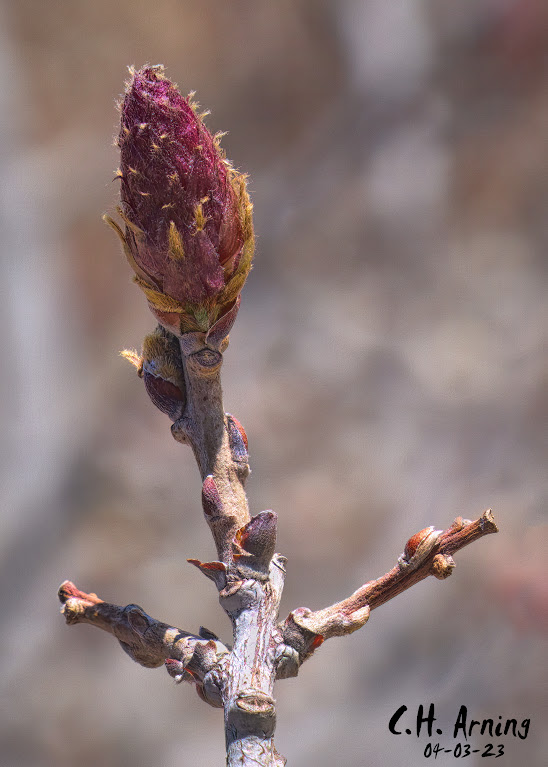 Budding Promise