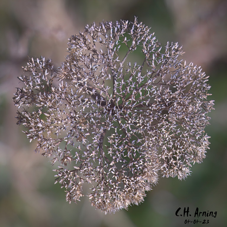 crystalline entity
