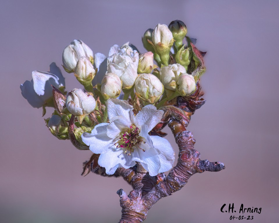 solitary blossom