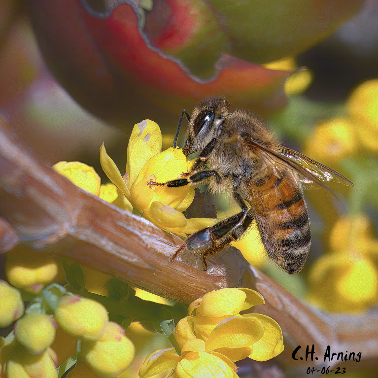 Nectar Nibble