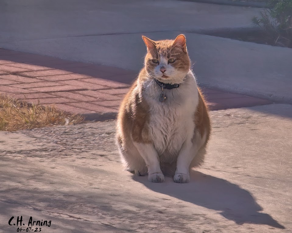 Fat Cat