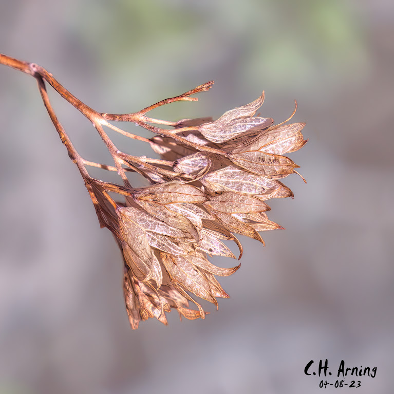 New Growth