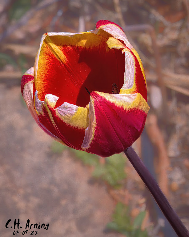 The iconic symbol of spring