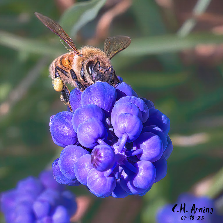 Hyacinth Hunting