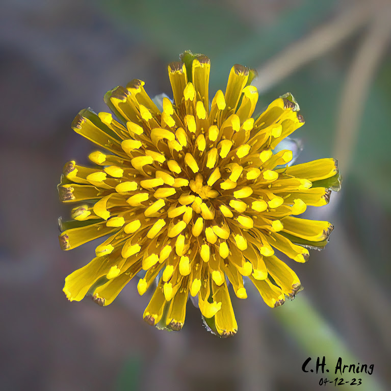 Golden Explosion