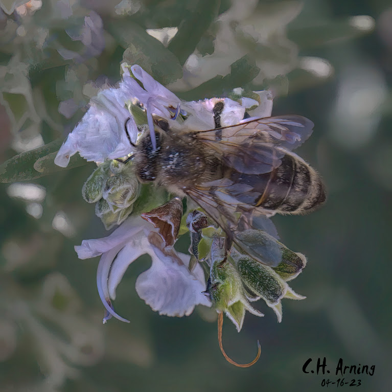 Floral Visitor
