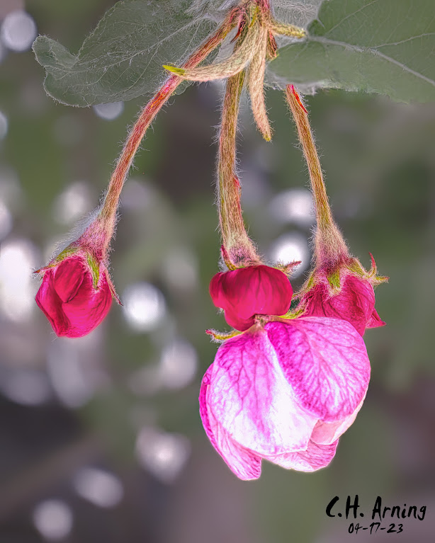 Awakening Buds