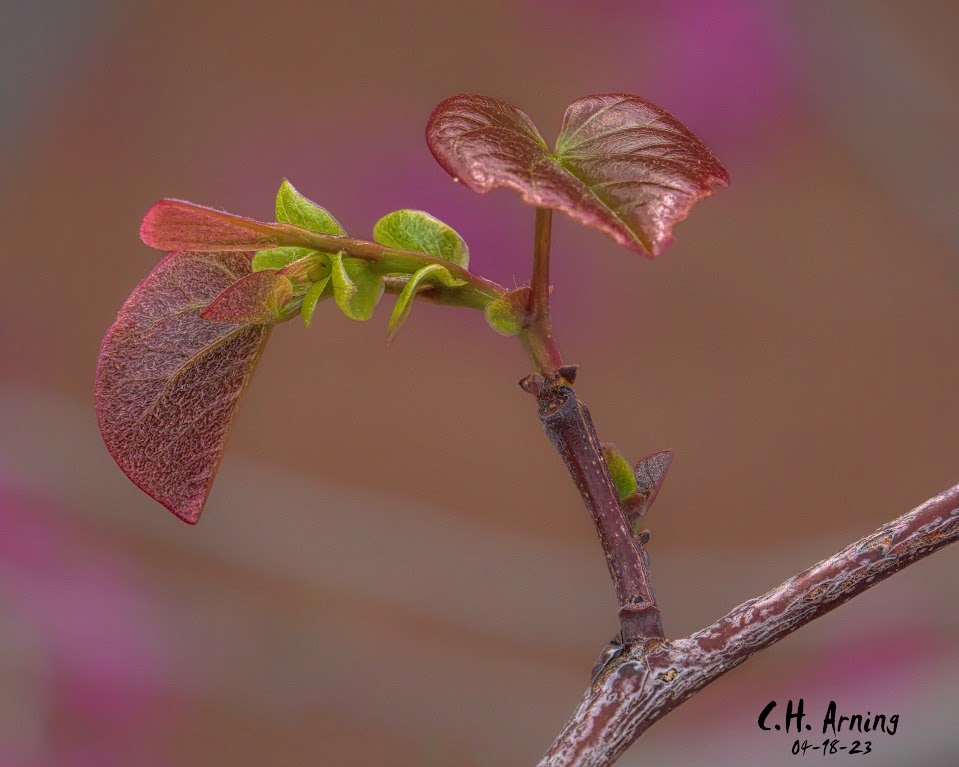 Tender Shoots