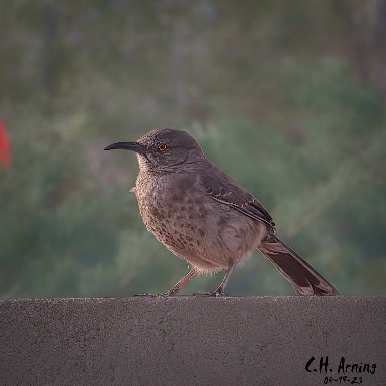 Wall Thrasher