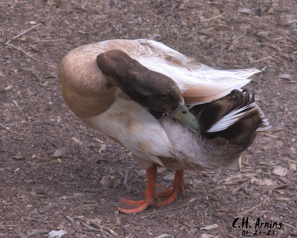 Napping Quacker