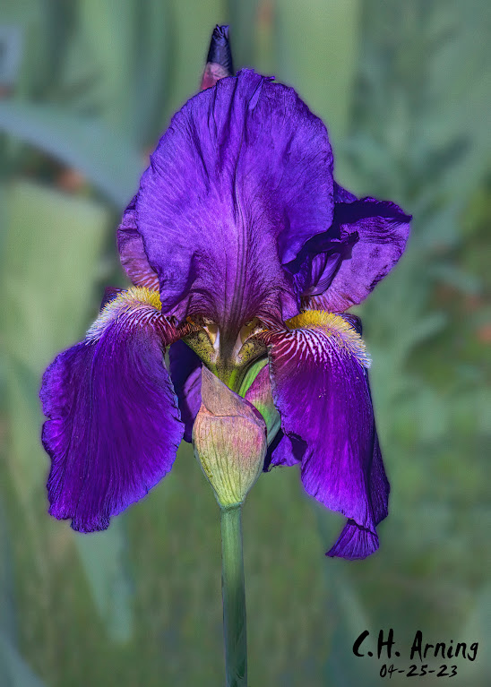 Purple Grace