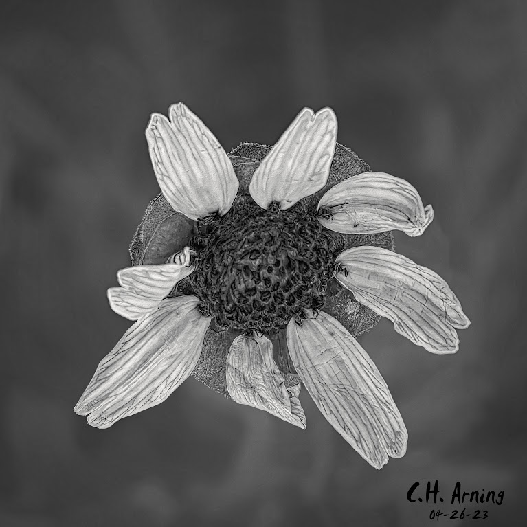 Monochrome Bloom