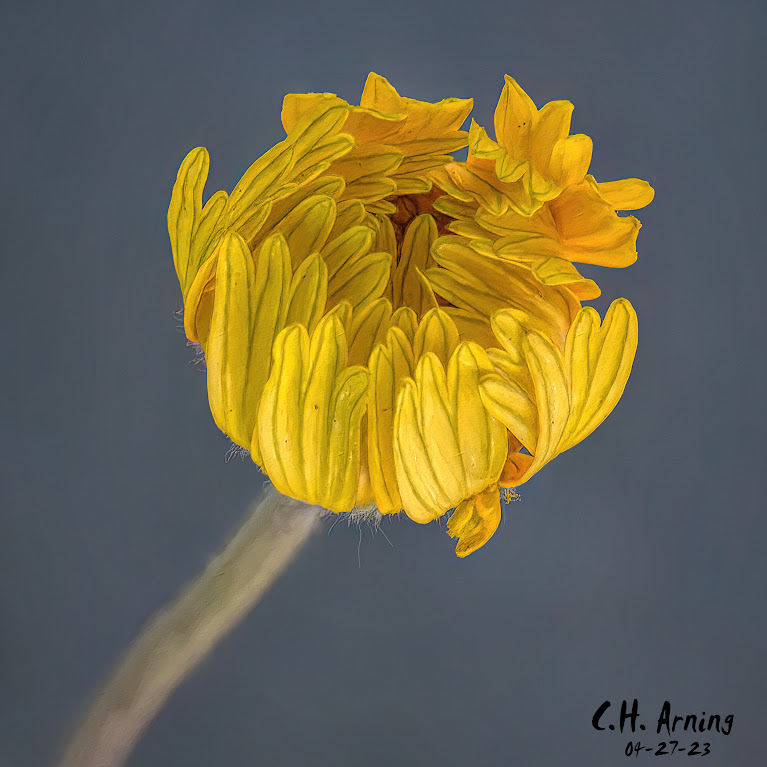 Budding Sunshine