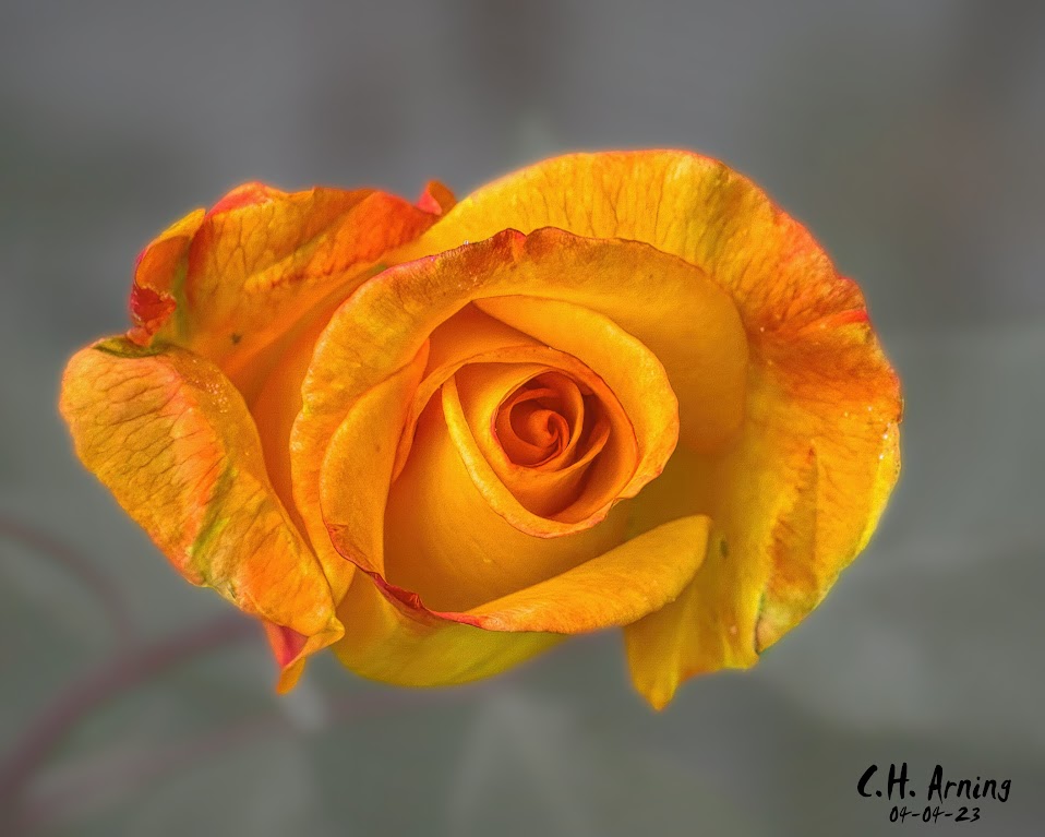 Rose Awakening