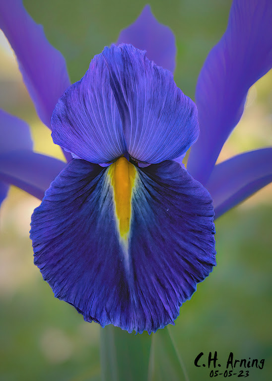 Regal Radiance