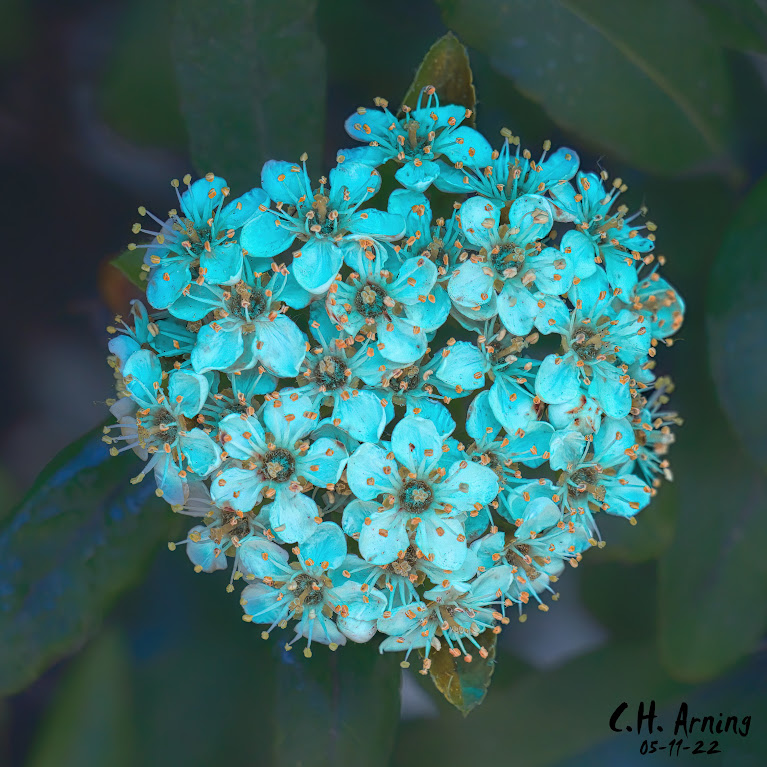 Bloom Sphere