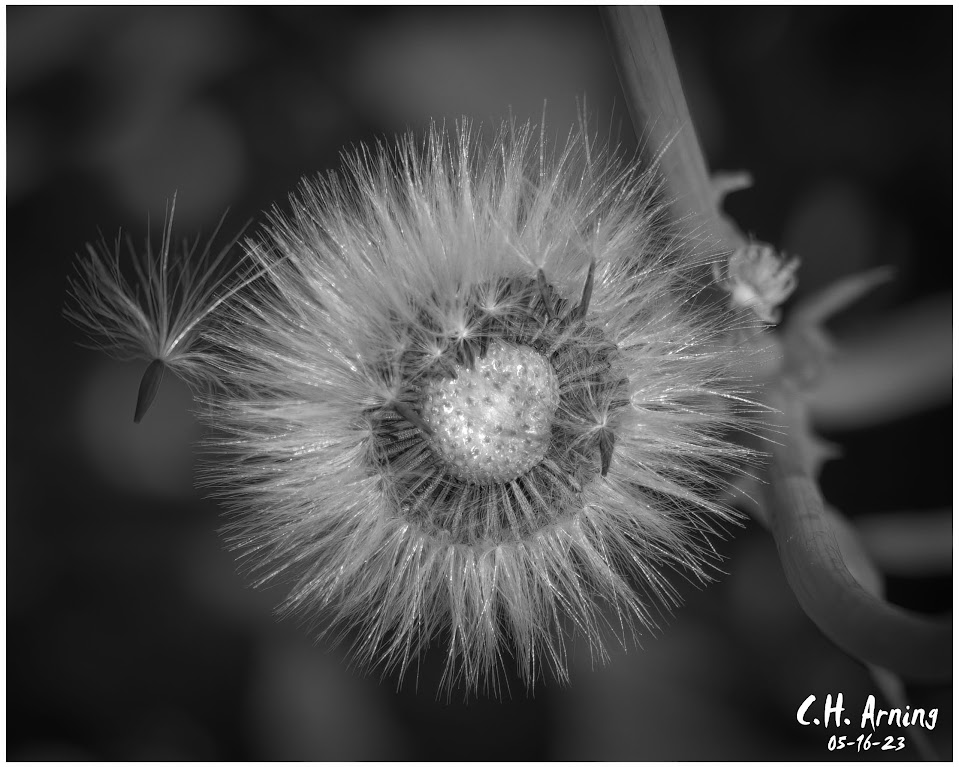 Seed Departure