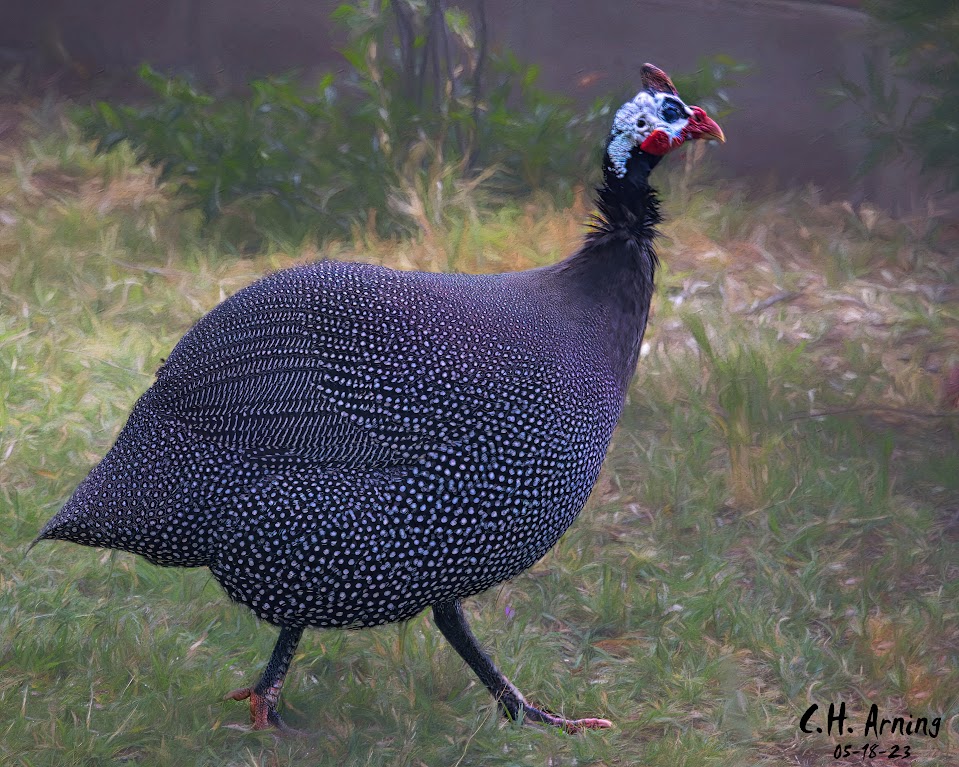 Fowl Elegance