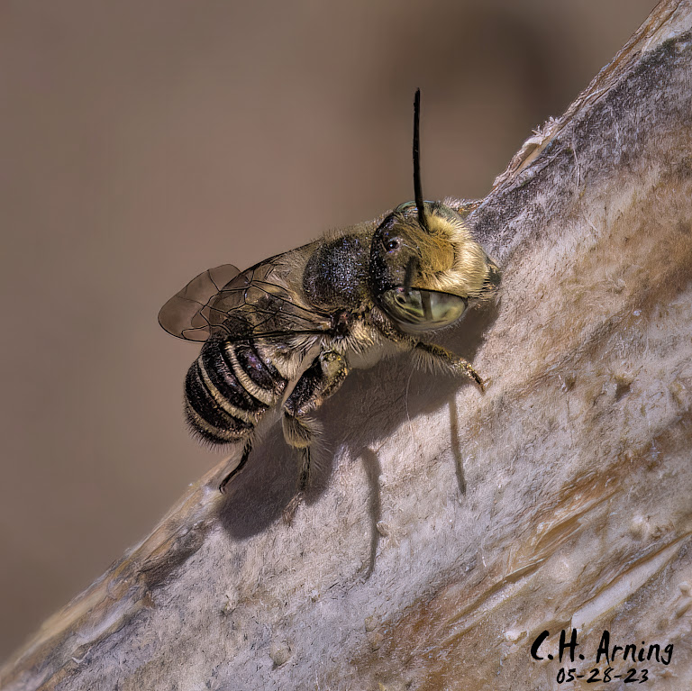 Leafcutter Bee