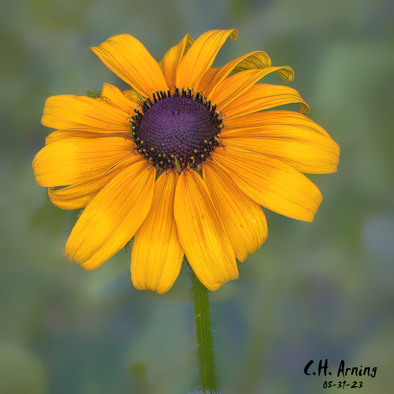 Nature's Eye