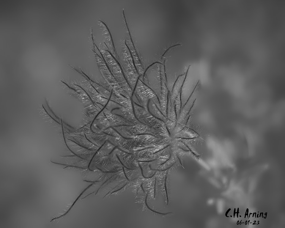 Ebony Feathers