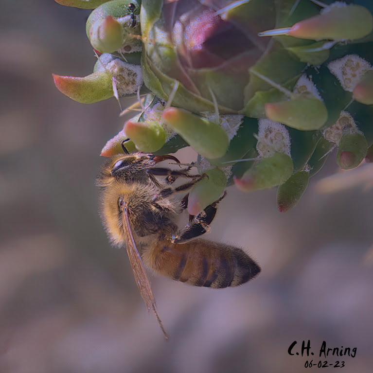 Prickly Pollinator
