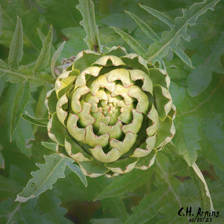 Edible Geometry
