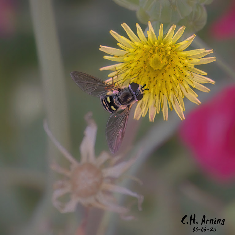 Dandelion Dance