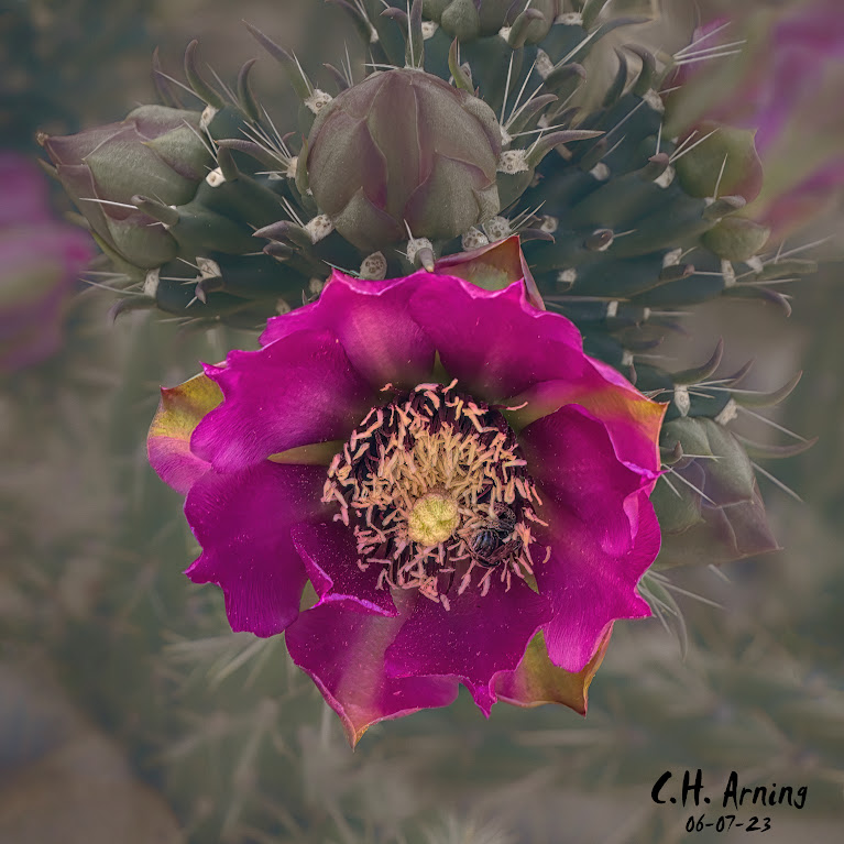 Cholla Charm