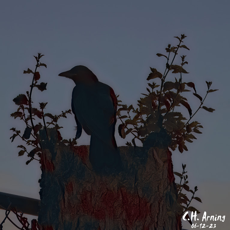 Sunrise Sentry