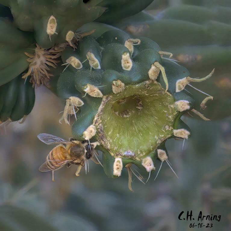 Bristled Bee
